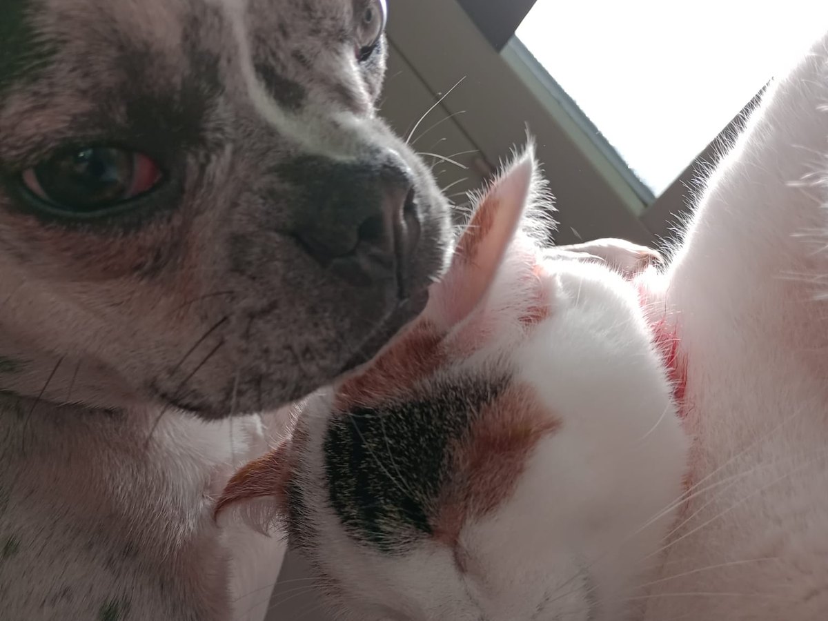 Hond Bo en poes Pipi van Bibiche dicht tegen elkaar aan