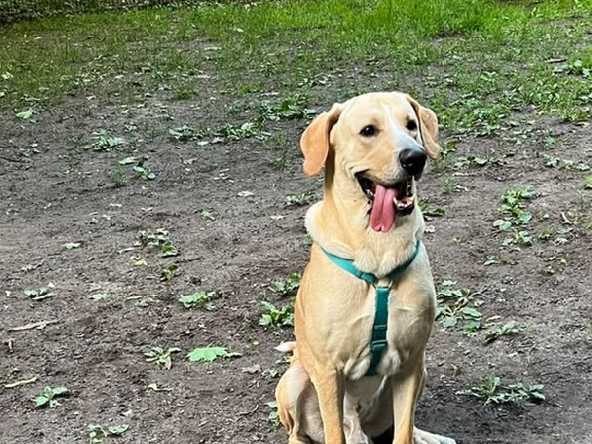 De hond van Monti zit in het gras in het park